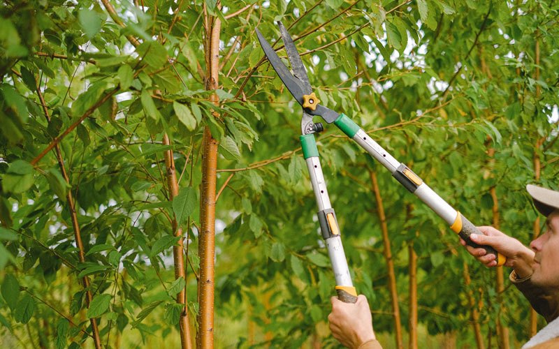 Tree trimming in Wayne, WV